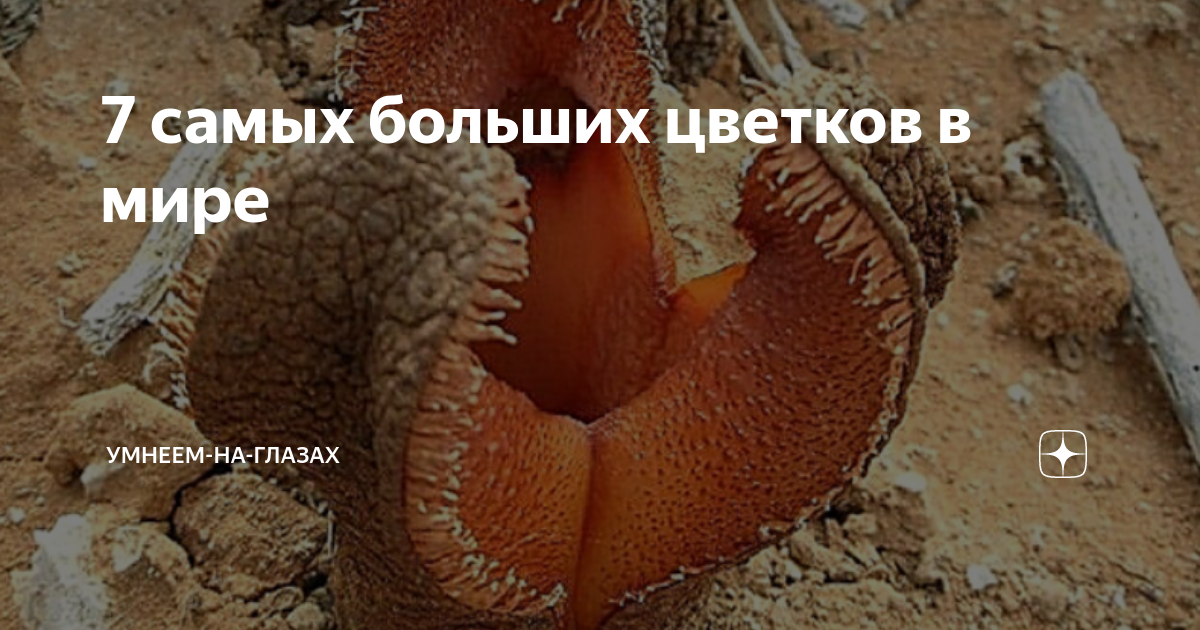 7 самых больших цветков в мире | Умнеем-На-Глазах | Дзен