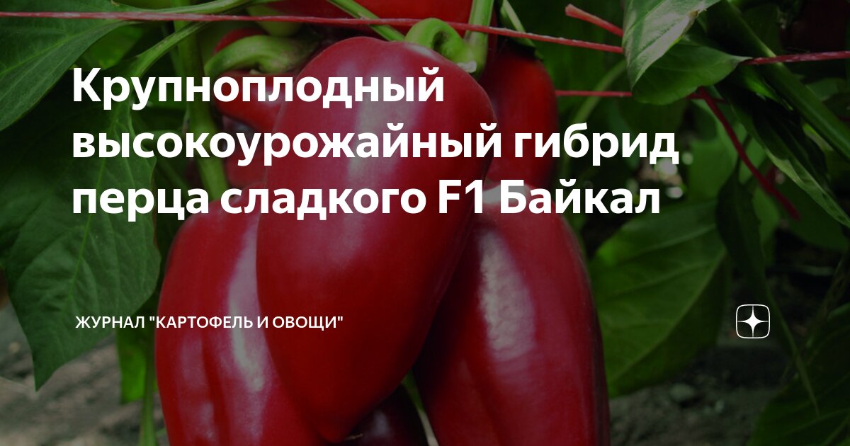 Крупноплодный высокоурожайный гибрид перца сладкого F1 Байкал | Журнал ...