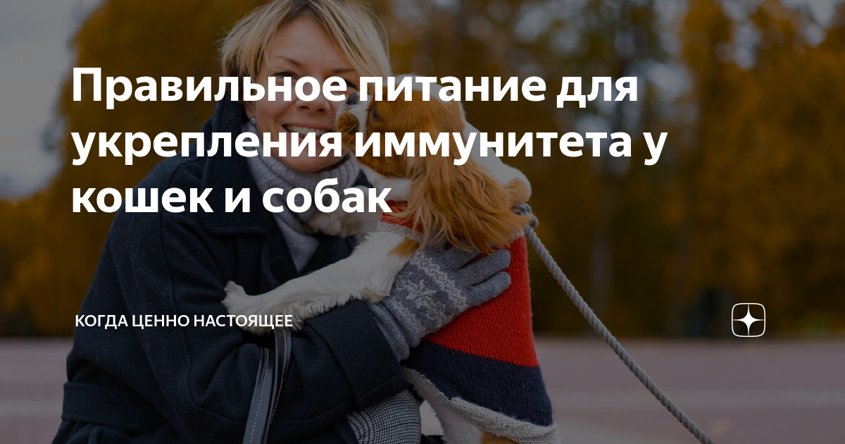 Правильное питание для укрепления иммунитета у кошек и собак | Когда ...