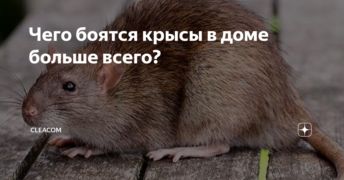 Почему крысы боятся
