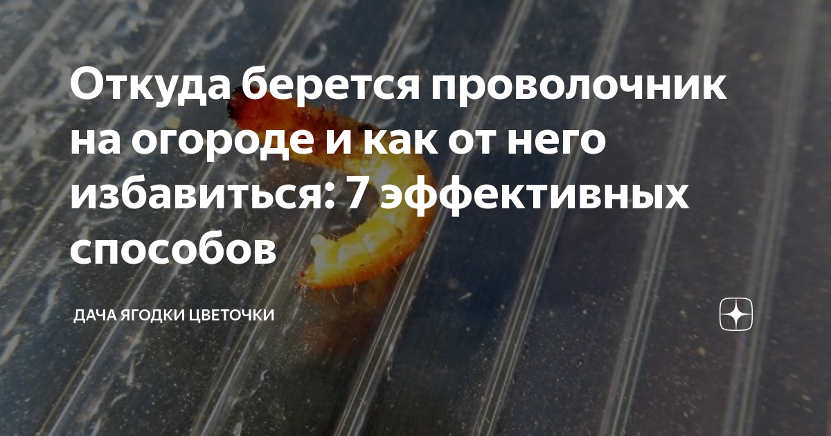 Откуда берется проволочник на огороде и как от него избавиться: 7 ...