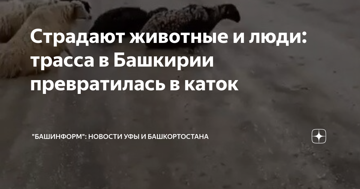 Страдают животные и люди: трасса в Башкирии превратилась в каток ...