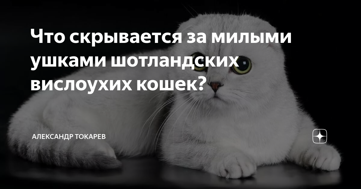 Кошки наши друзья: Шотландская вислоухая кошка | Домашняя флора и фауна | Дзен