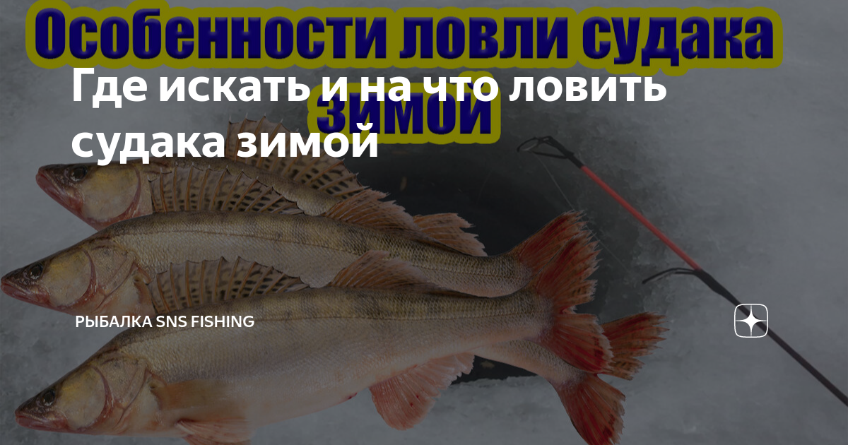 Где искать и на что ловить судака зимой | Рыбалка SNS Fishing | Дзен