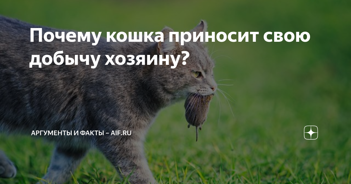 Зачем кошка приносит котят хозяину в кровать