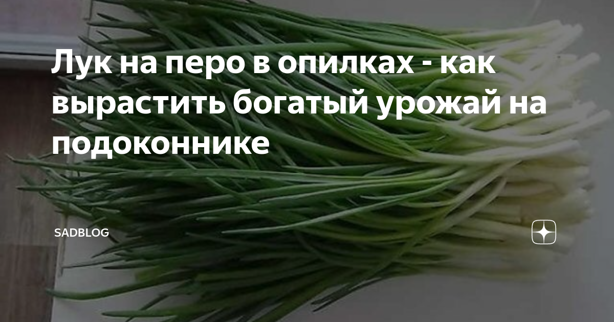 как вырастить лук на подоконнике в опилках