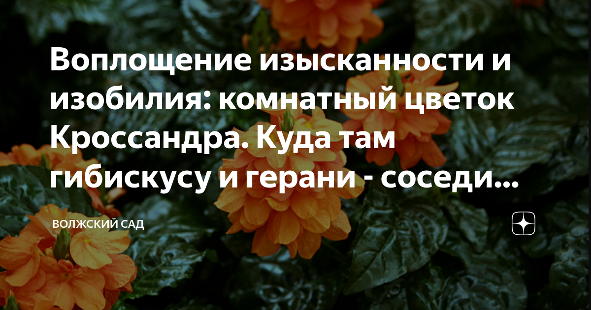 Воплощение изысканности и изобилия: комнатный цветок Кроссандра. Куда ...
