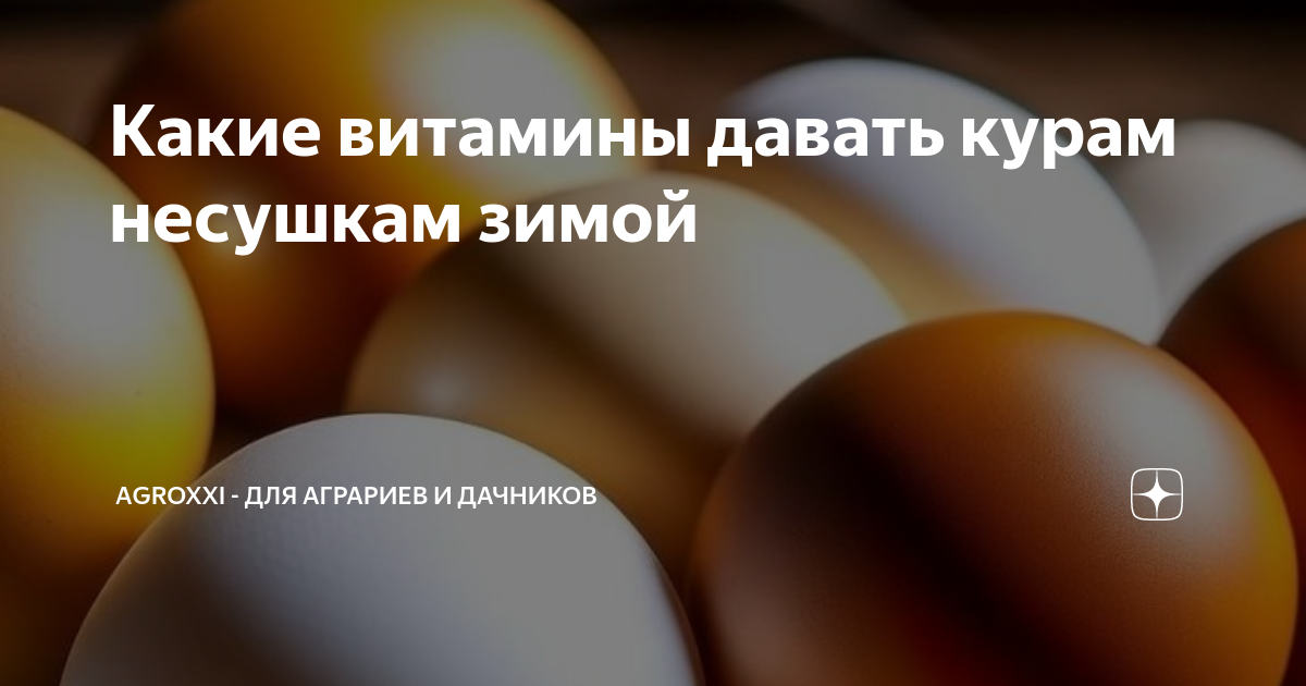 Какие витамины давать курам несушкам зимой | АgroXXI - для аграриев и ...