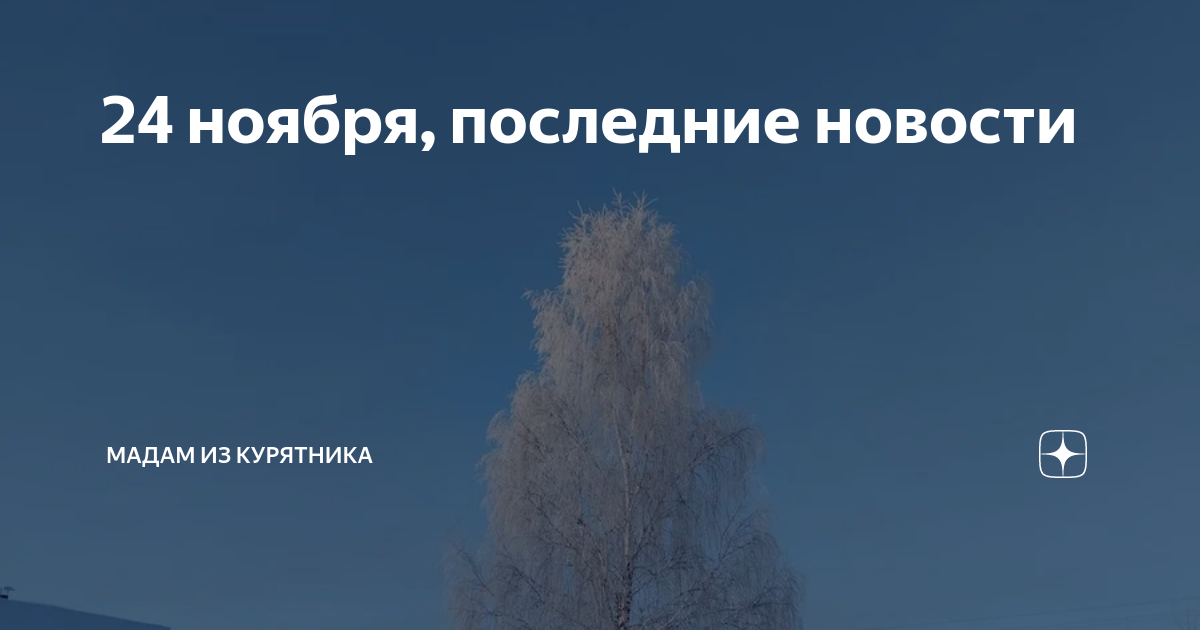 24 ноября, последние новости | Мадам из курятника | Дзен