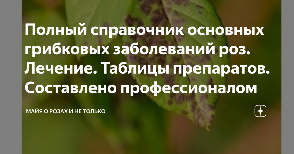 Полный справочник основных грибковых заболеваний роз. Лечение. Таблицы ...