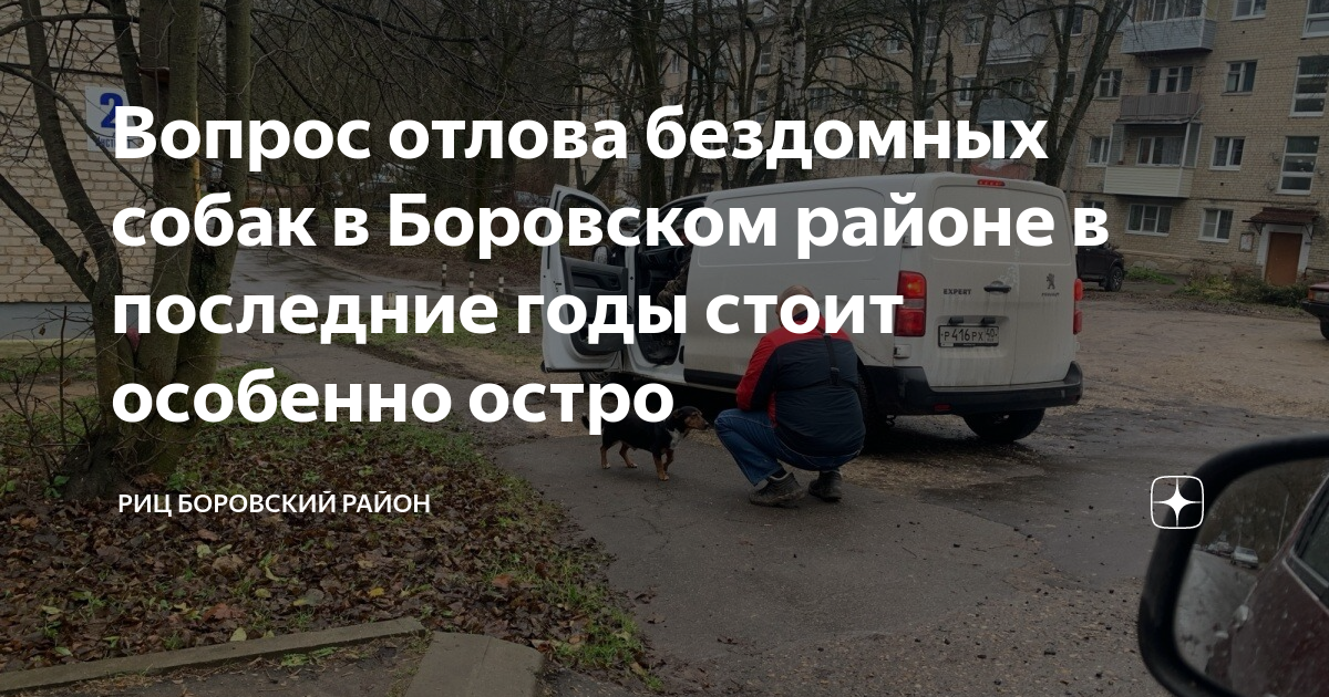 Вопрос отлова бездомных собак в Боровском районе в последние годы стоит ...