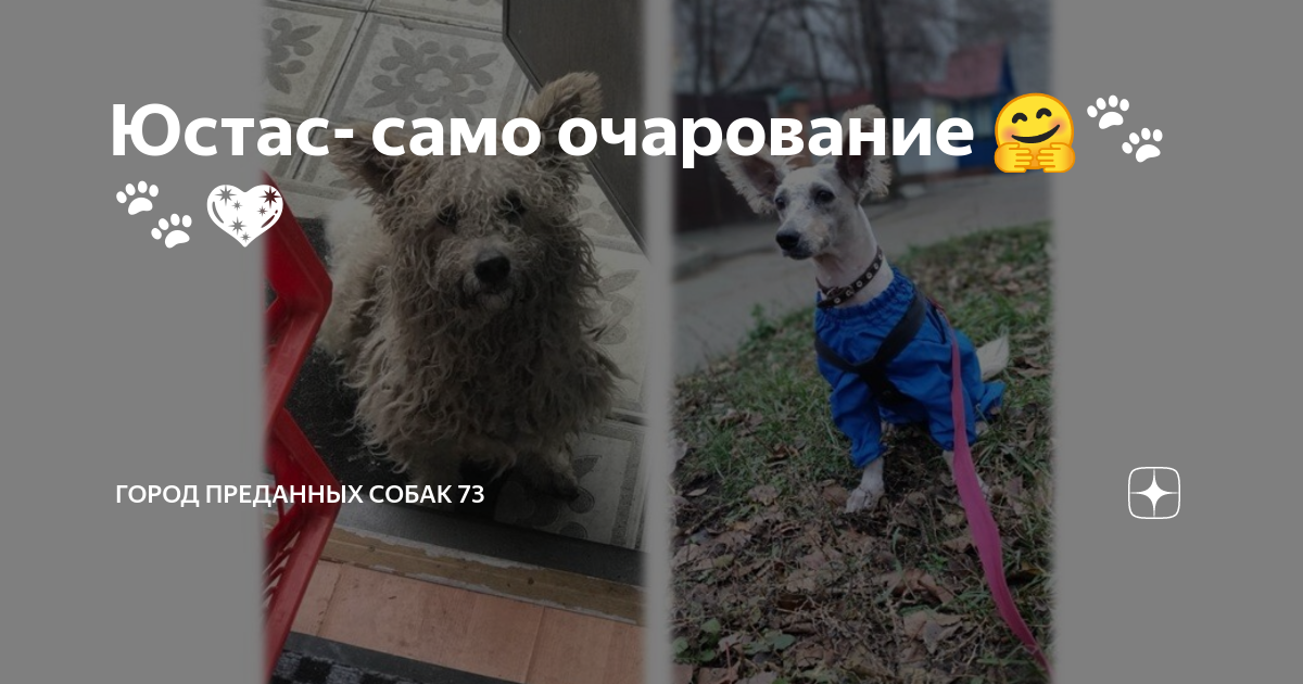 Понимание основных сигналов собачьего лая