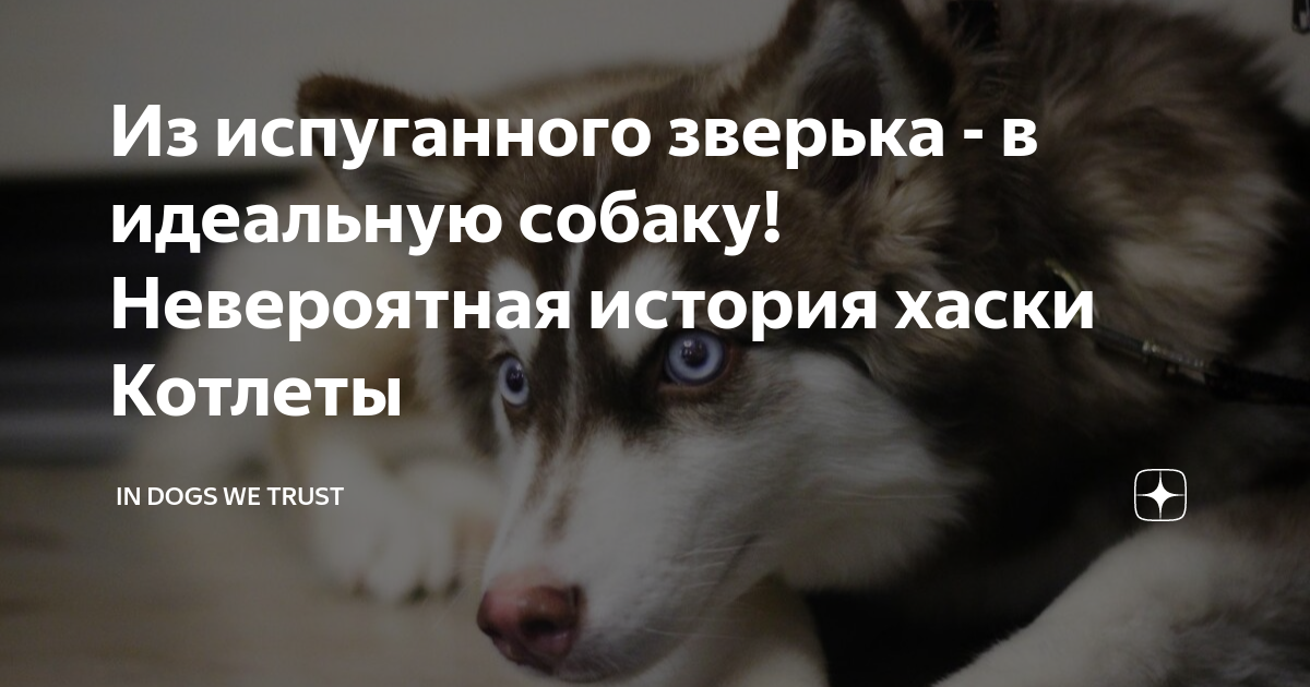 Как сделать процесс менее стрессовым для щенка