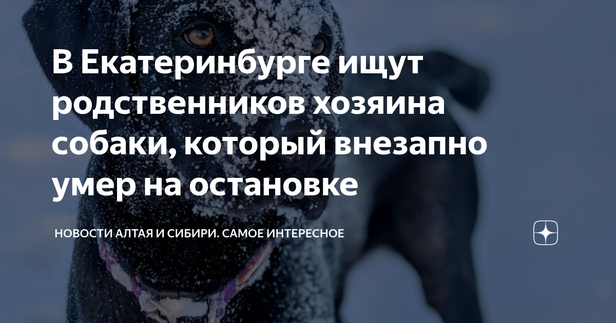 в новосибирском зоопарке умер лев