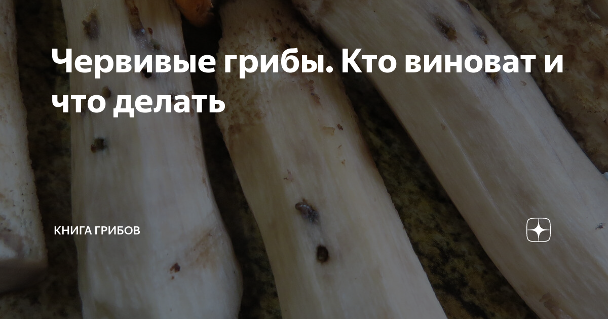 Червивые грибы. Кто виноват и что делать | Книга Грибов | Дзен