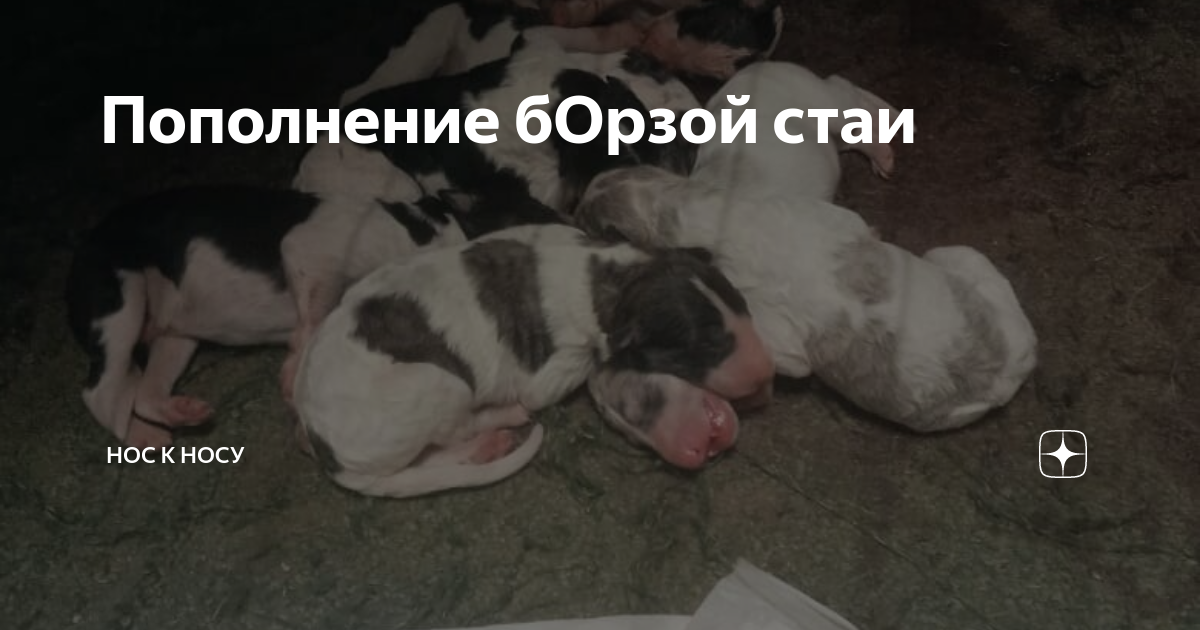 Пополнение бОрзой стаи | Нос к носу | Дзен