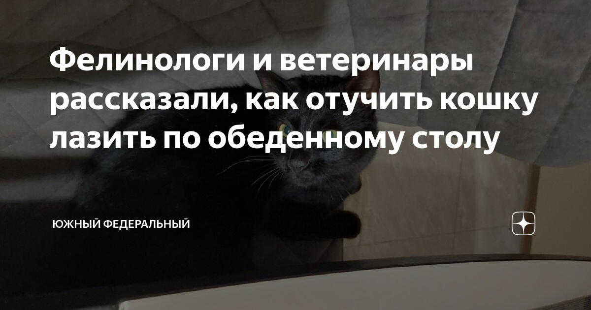 Как отучить котенка лазить на кровать