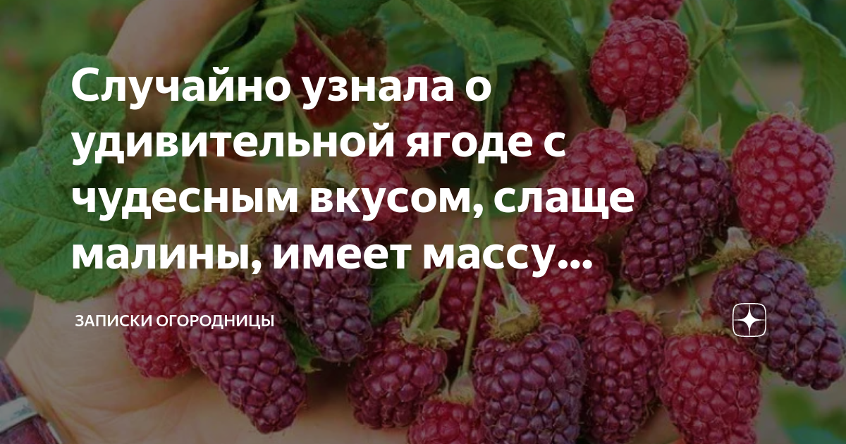 Случайно узнала о удивительной ягоде с чудесным вкусом, слаще малины ...