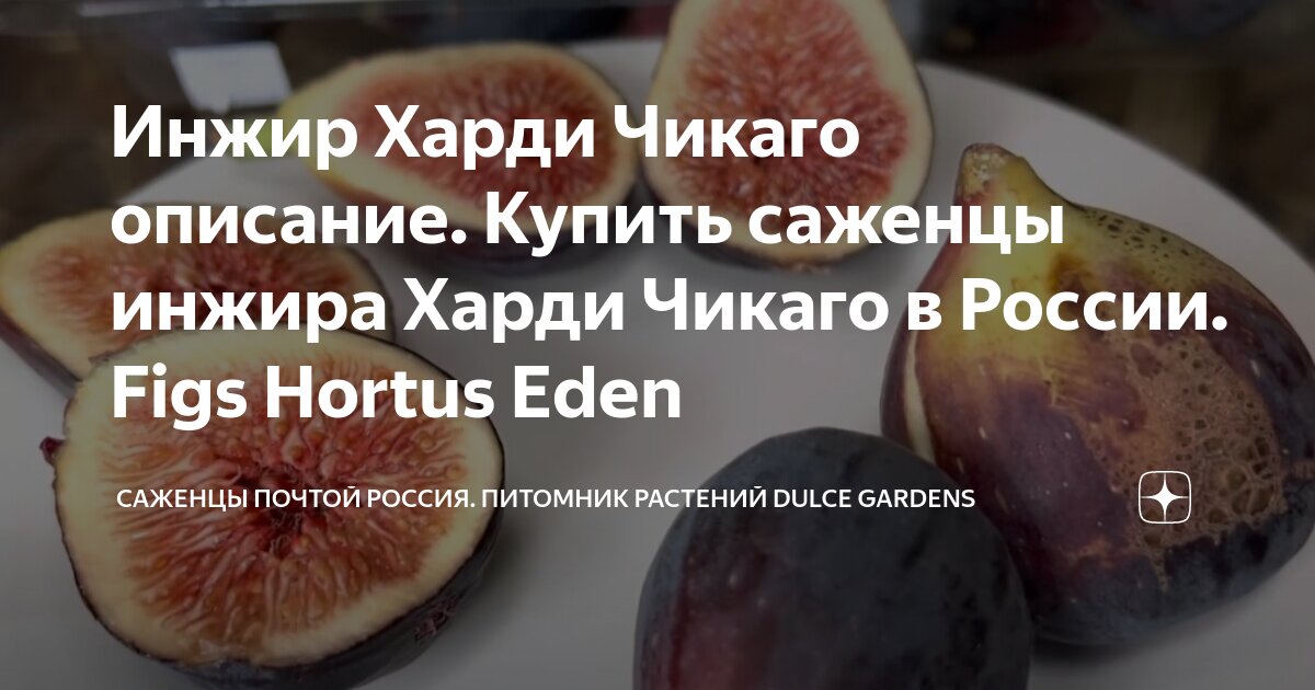 Инжир серый. Инжир брунсвик. Инжир чикаго харди (2 года). Сорта инжира для краснодарского края. Инжир харди чикаго описание.