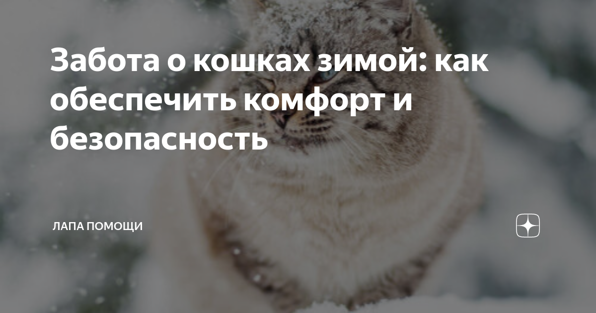 Как правильно заботиться о кошках зимой: советы и рекомендации