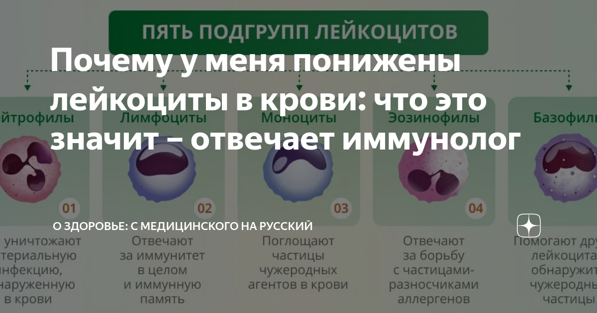 Лечение низкий лейкоцит. Лимфоцитопения причины