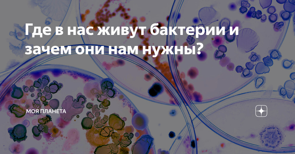 Как живут бактерии