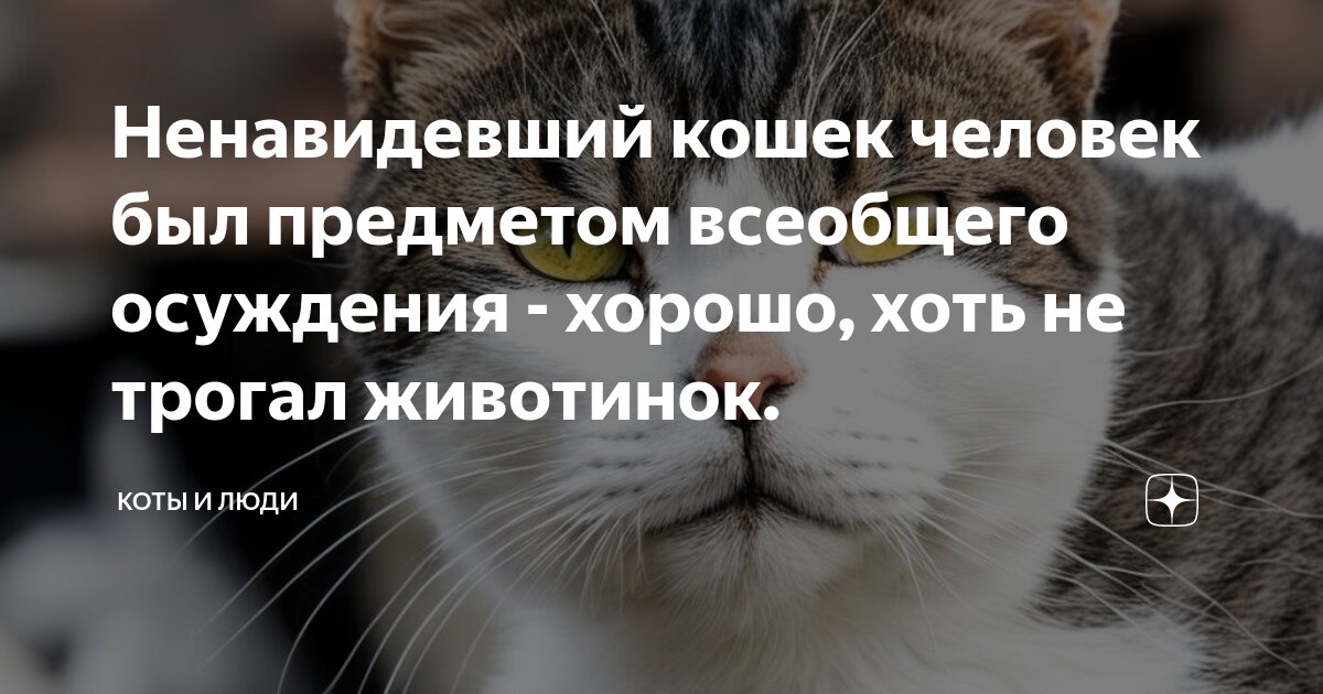 Ненавидевший кошек человек был предметом всеобщего осуждения - хорошо ...