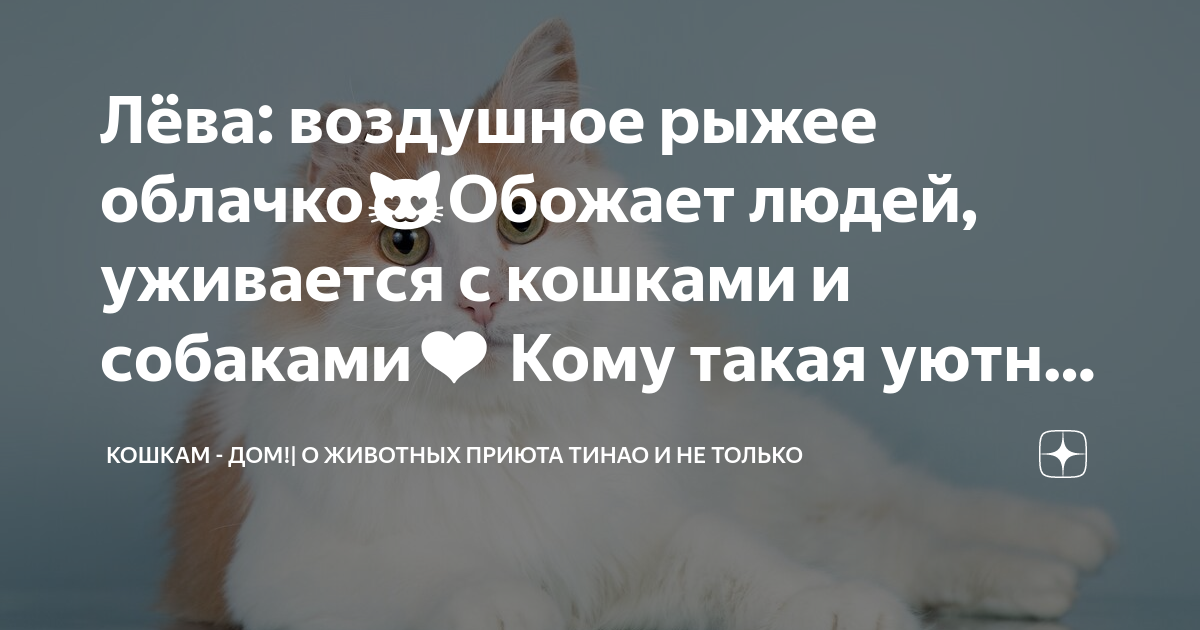 Лёва: воздушное рыжее облачко??Обожает людей, уживается с кошками и ...