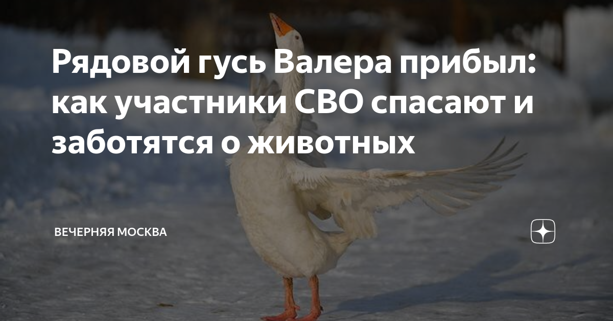 Рядовой гусь Валера прибыл: как участники СВО спасают и заботятся о ...
