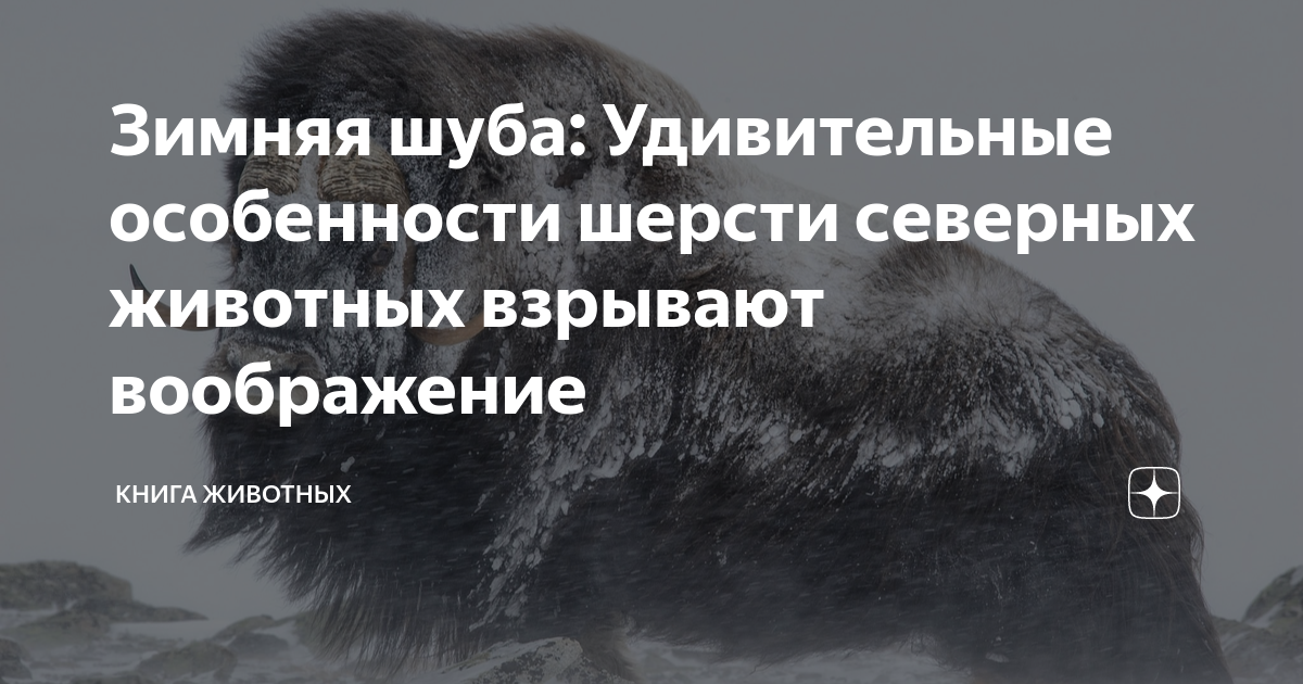 Зимняя шуба: Удивительные особенности шерсти северных животных взрывают ...