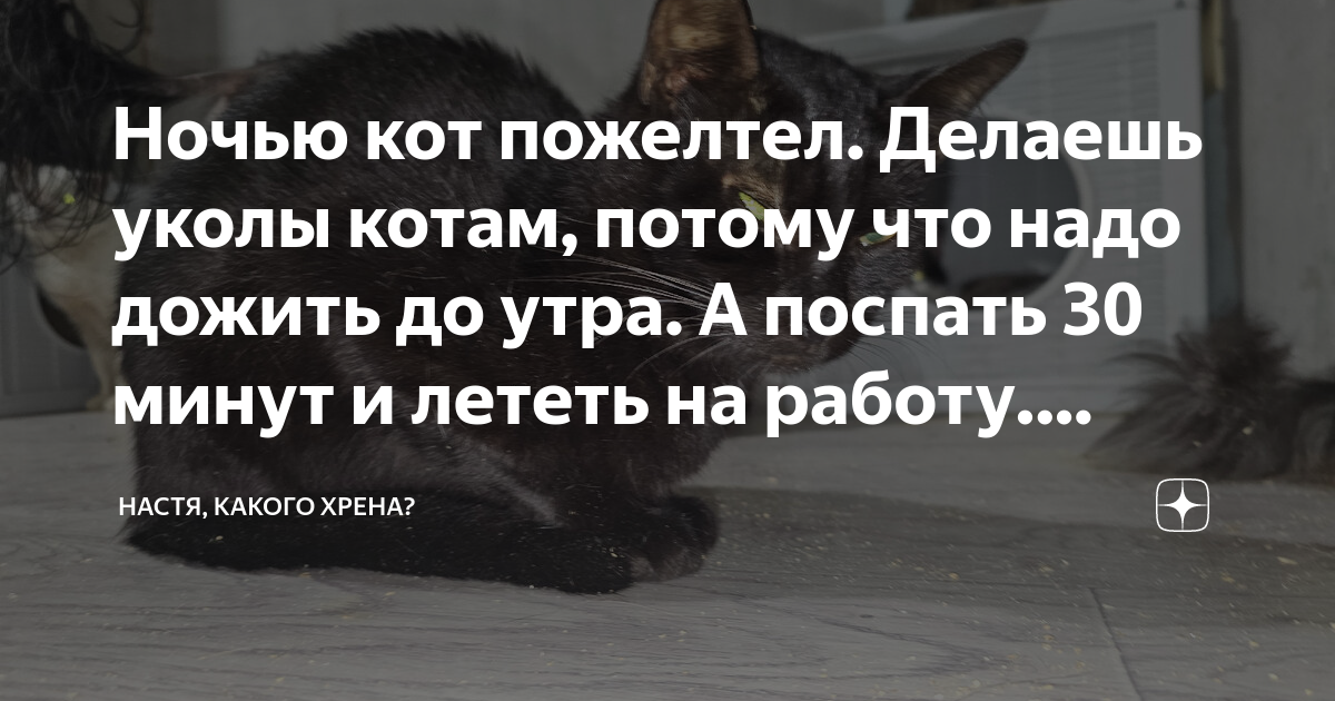 как не давать коту спать днем