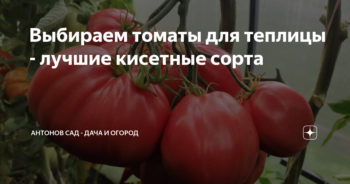 Выбираем томаты для теплицы - лучшие кисетные сорта | Антонов сад ...