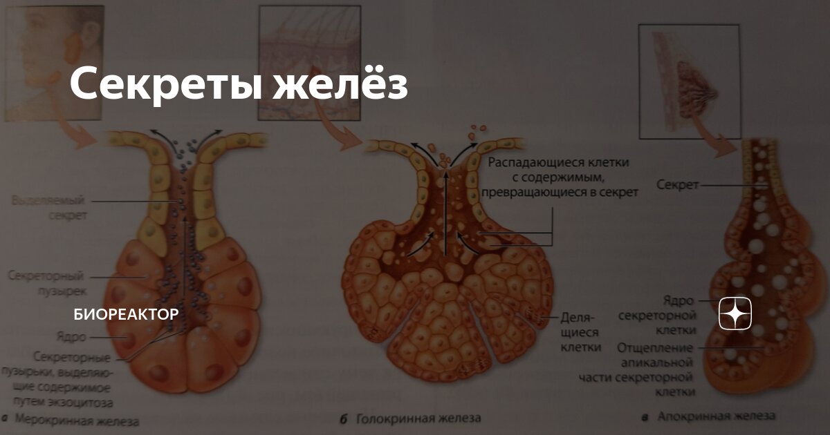 Презентация по биологии на тему "Эндокринная система человека" (биология 8 класс