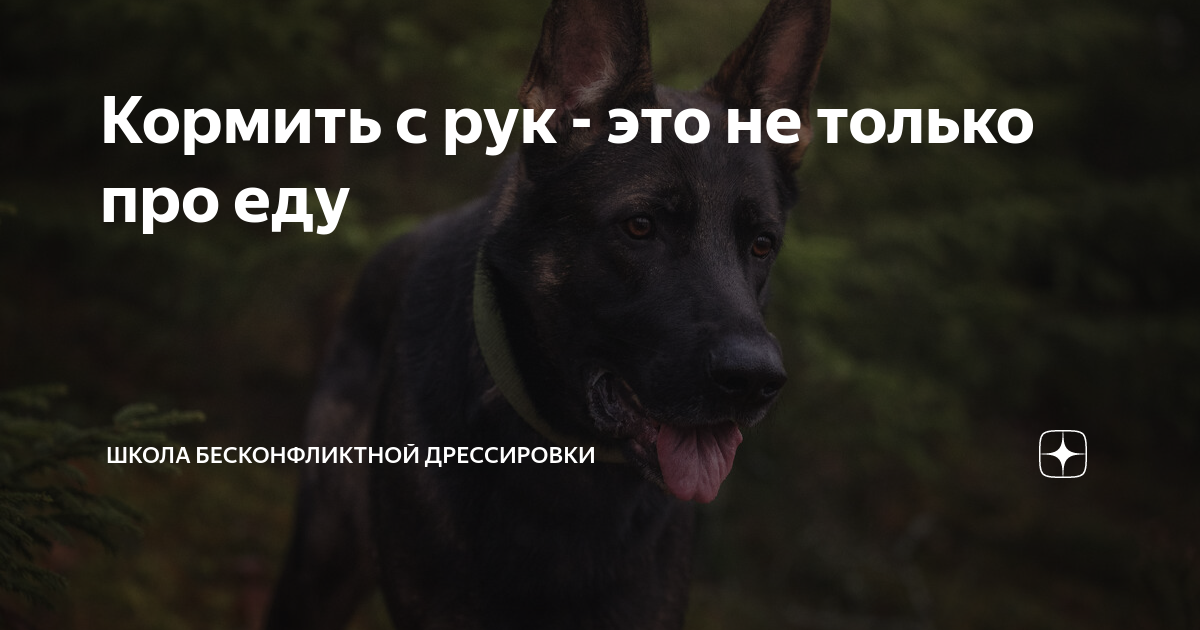 Кормить с рук - это не только про еду | Школа Бесконфликтной ...