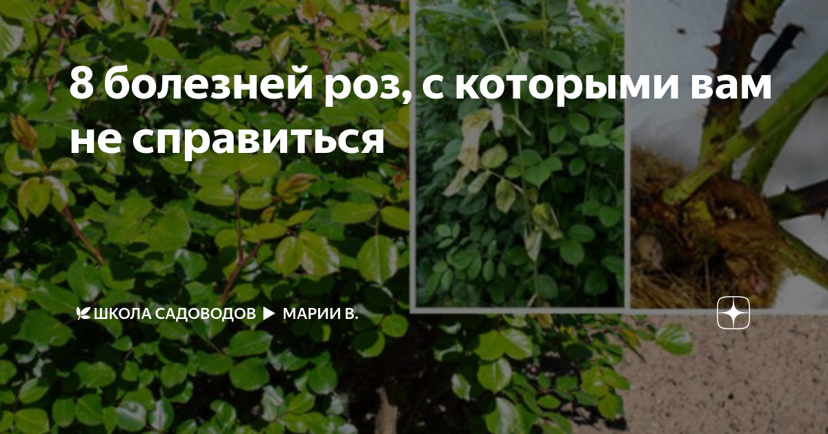 8 болезней роз, с которыми вам не справиться | 🌿Школа садоводов Марии В ...