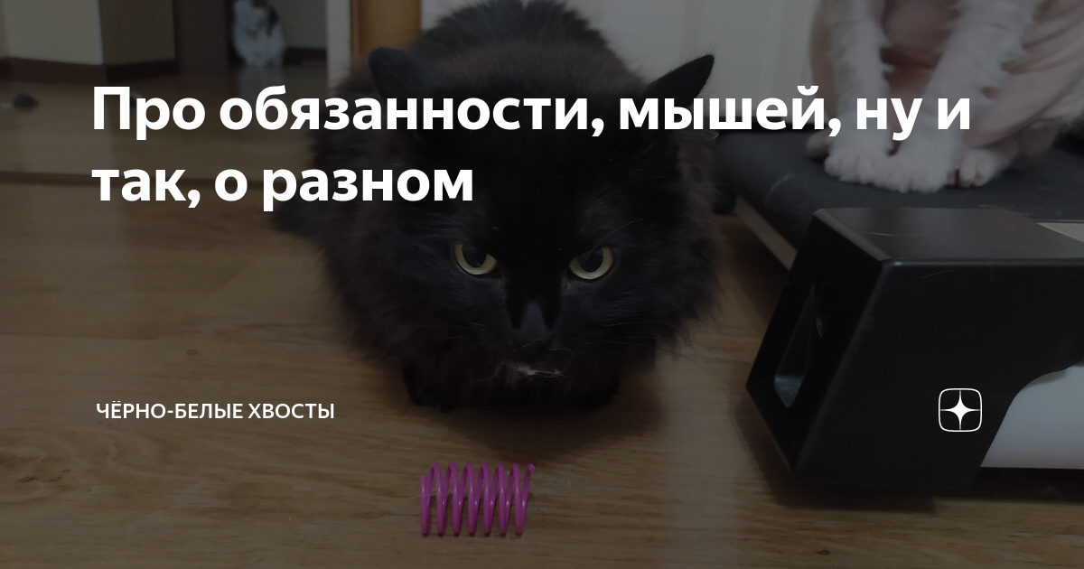 Про обязанности, мышей, ну и так, о разном | Чёрно-белые хвосты | Дзен