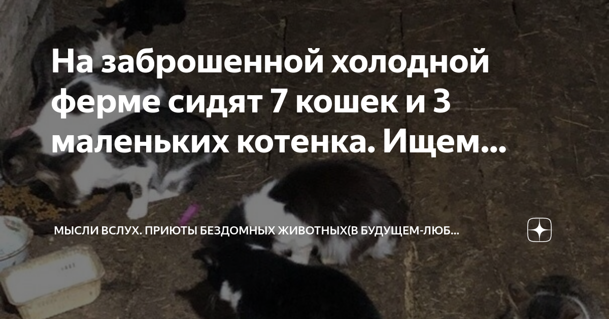 2. Программы по взятию под опеку бездомных животных