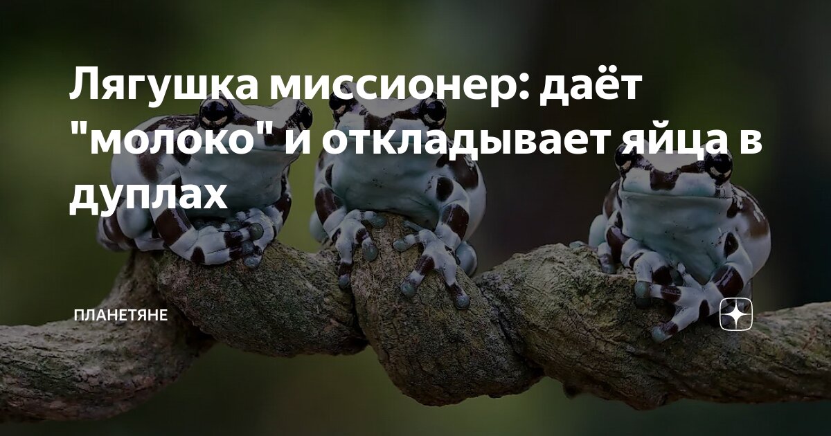Лягушка миссионер: даёт "молоко" и откладывает яйца в дуплах ...