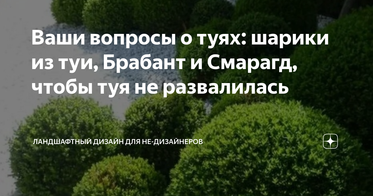 Ваши вопросы о туях: шарики из туи, Брабант и Смарагд, чтобы туя не ...