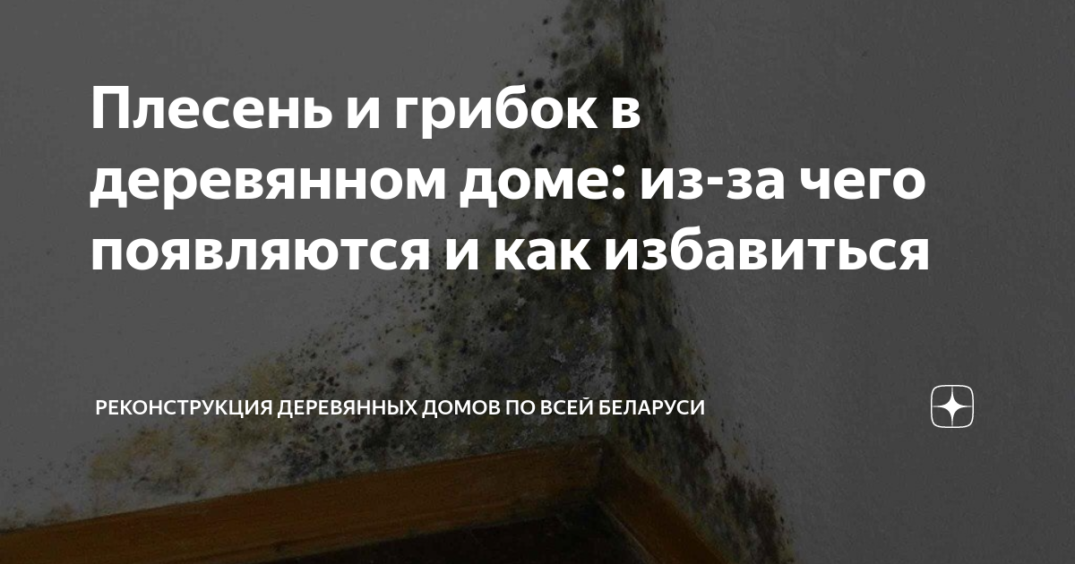 Плесень и грибок в деревянном доме: из-за чего появляются и как избавиться