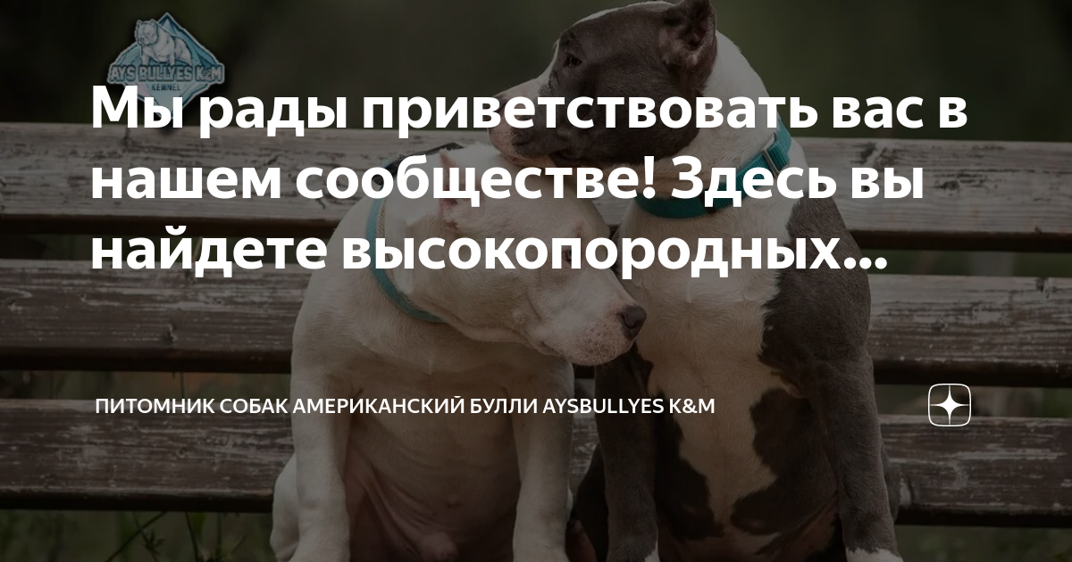 Как выбрать надежный питомник по клейму собаки?