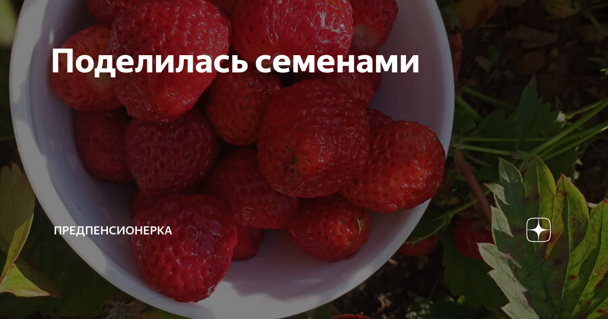 Поделилась семенами | Предпенсионерка | Дзен