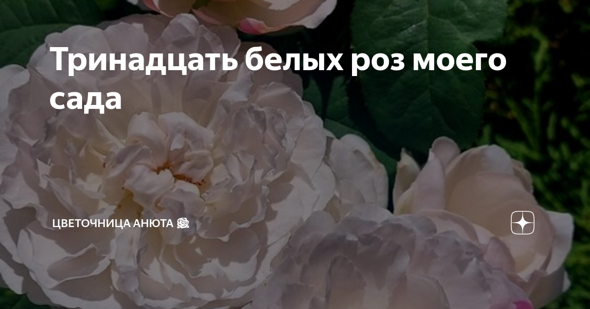 детка ты анаконда мне нравится цвет твой блонда