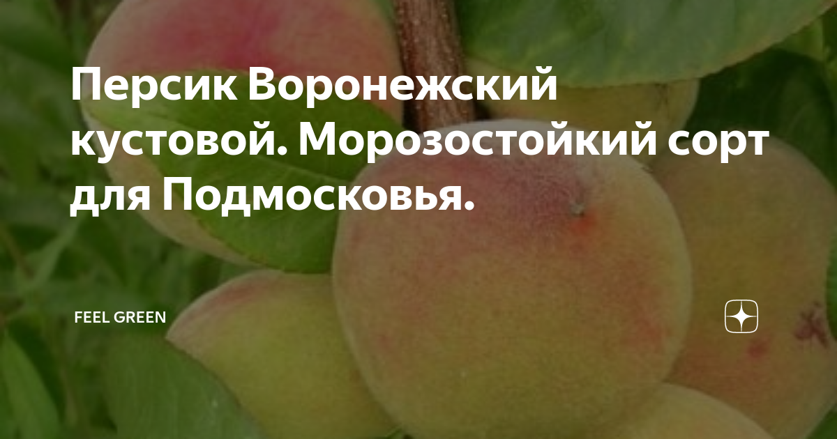 Персик Воронежский кустовой. Морозостойкий сорт для Подмосковья. | Feel ...