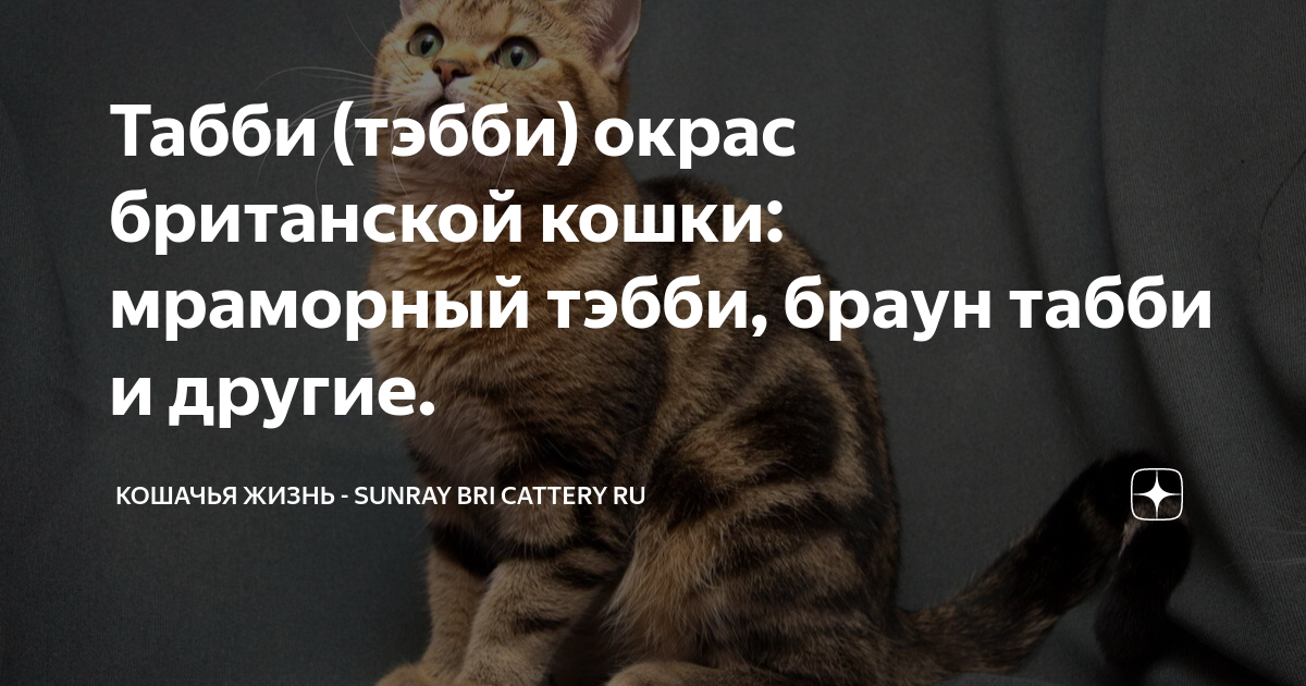 Актриса и эротическая модель Табби Браун трагически погибла в 38 лет