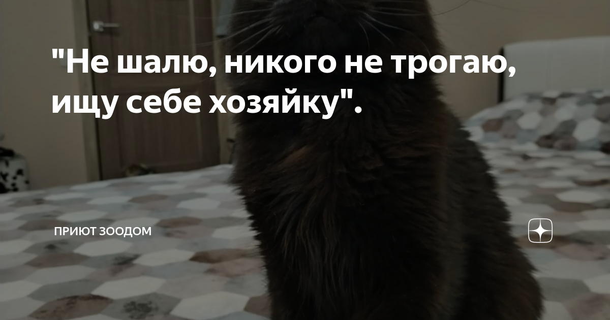 "Не шалю, никого не трогаю, ищу себе хозяйку". | Приют ЗООДОМ | Дзен