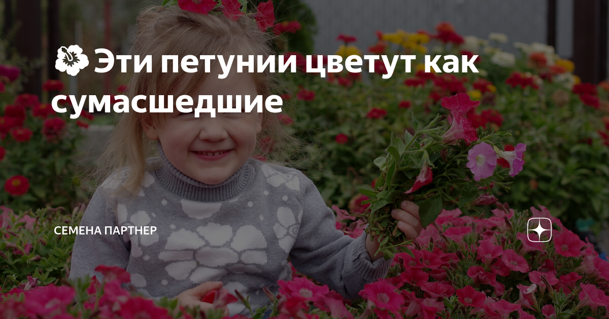 🌺Эти петунии цветут как сумасшедшие | Семена Партнер | Дзен