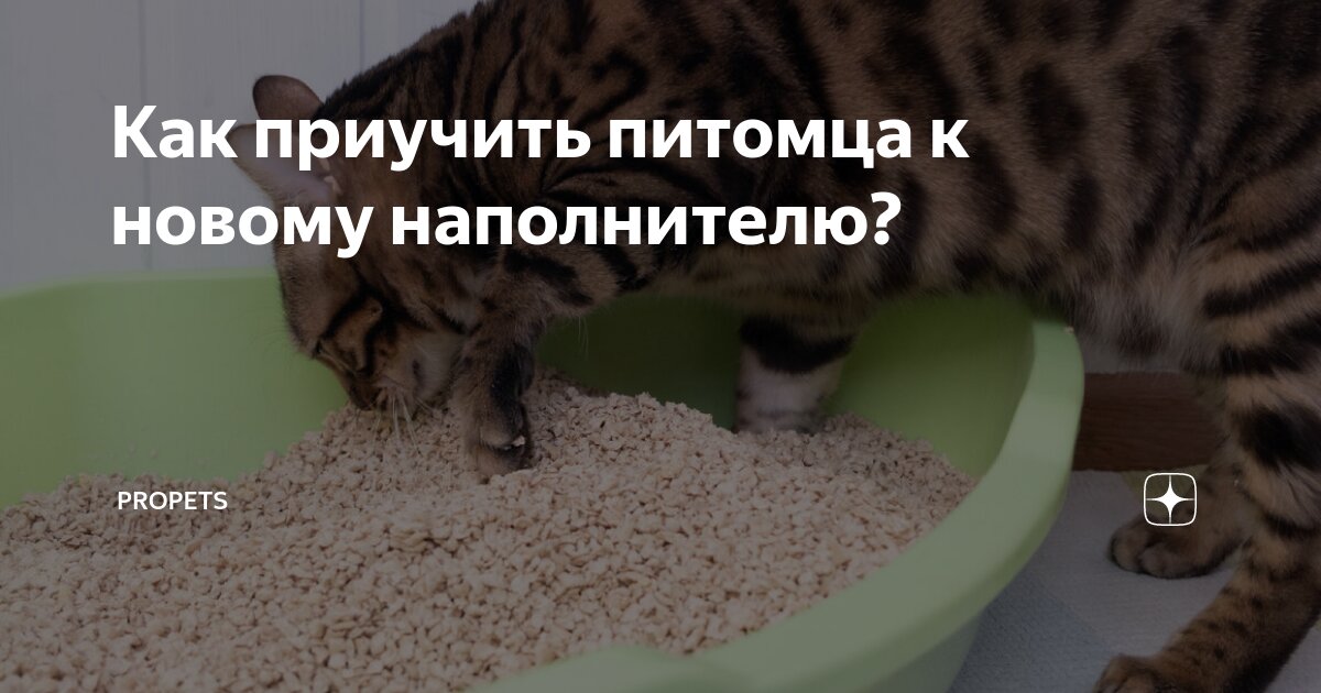 Как перевести кота на другой наполнитель для туалета