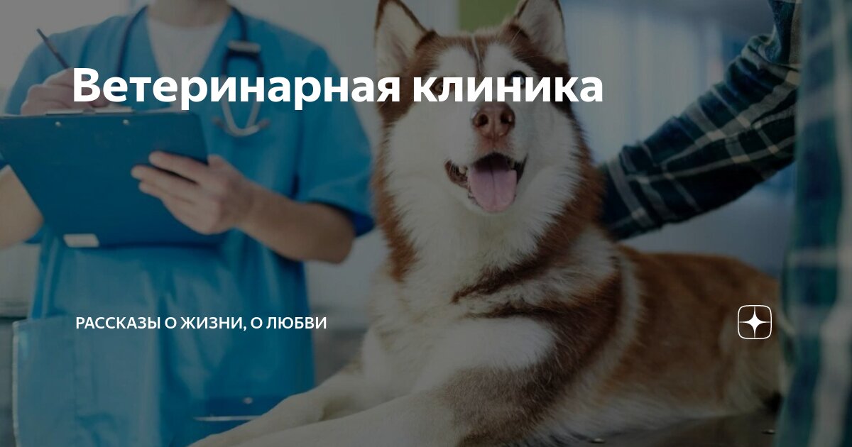 я хочу стать ветеринаром сочинение 3 класс