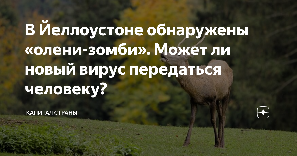 В Йеллоустоне обнаружены «олени-зомби». Может ли новый вирус передаться ...
